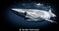 Majestic Blue Shark by Sander Rietmeijer 